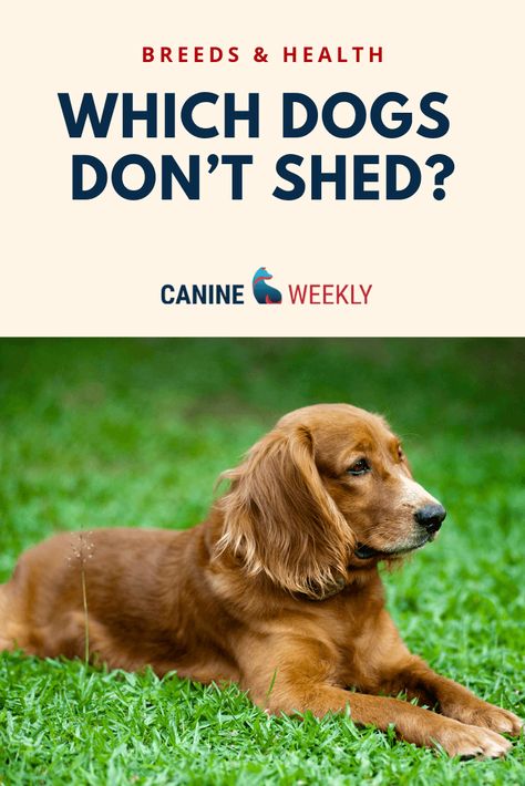 Big Dogs That Dont Shed, Low Shedding Dog Breeds, Non Shedding Dog Breeds, Dog Photo Ideas, Low Shedding Dogs, Best Small Dog Breeds, Dog Breeds That Dont Shed, Family Dogs Breeds, Non Shedding Dogs