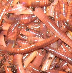 The Elite Worm Breeding Course | Red Worm Composting Red Worm Composting, Fishing Worms, Red Wigglers, Worm Bin, Red Worms, Soil Conditioner, Worm Composting, Worm Farm, Earthworms