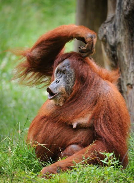 500 Sumatran Orangutan Photos and Premium High Res Pictures - Getty Images Bornean Orangutan, Sumatran Orangutan, Amur Leopard, Animal References, Great Ape, Endangered Animals, Primates, New Testament, Zoo Animals