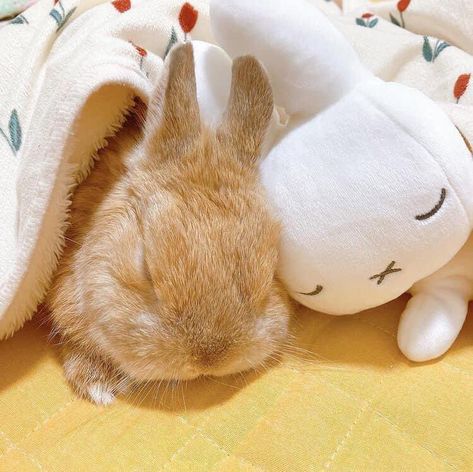 Tiny Baby Animals, Cute Bunny Pictures, Bun Bun, Cute Small Animals, Bunny Pictures, Pet Bunny, Silly Animals, Fluffy Animals