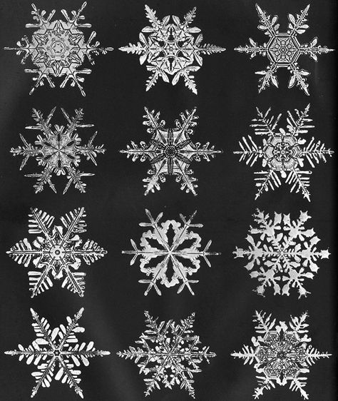 bentley snowflakes | Snowflake Wilson Bentley Wilson Bentley, Snowflake Bentley, Snow Flake Tattoo, Snowflake Images, Snowflake Cutouts, Snowflake Photos, Snow Crystal, Snowflake Shape, Amazing Images