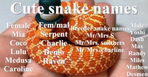 Cute Names For Snakes, Snake Names Ideas, Pet Snake Names, Snake Names, Corn Snake, Cute Snake, Pet Snake, Ball Python, Cute Names