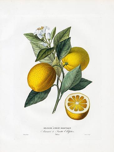 Poiteau & Risso Antique Fruit Prints 1818 Oranges & Lemons Illustration Botanique, Joan Miro, Botanical Drawings, Aperol Spritz, Vintage Botanical, Art Journal Pages, Sorrento, Antique Prints, Positano