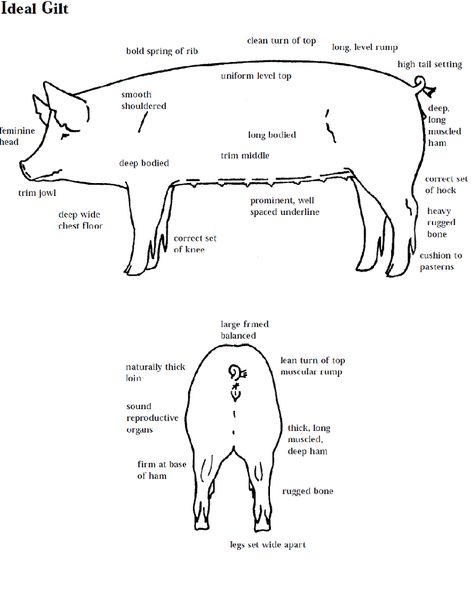 Learning to judge 4-H Livestock Judging Programs: How to Judge Swine 4h Pigs, 4h Livestock, Ffa Ideas, Livestock Showing, Livestock Judging, Ag Education, Pig Showing, Ag Teacher, Raising Pigs