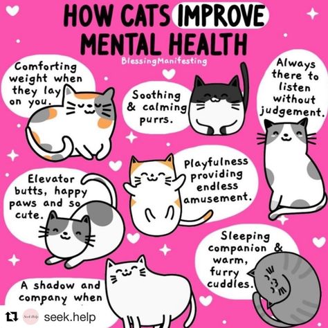 Aww...they look like they have fun doing it, too! #MentalHealth #cats #emotionalsupport #spoonies #selfcare Online Comics, Improve Mental Health, Cat Behavior, Cat Facts, Cat Quotes, Cat Health, Cat Care, Cats Meow, Black Cats