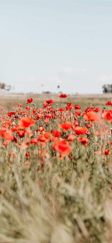 Through The Poppy Field #nature #field #poppy #flower #iPhone11Wallpaper Display Wallpaper, Poppy Images, Field Wallpaper, Wallpaper Estetika, Background Images Hd, Poppy Field, Jolie Photo, For Desktop, Poppy Flower