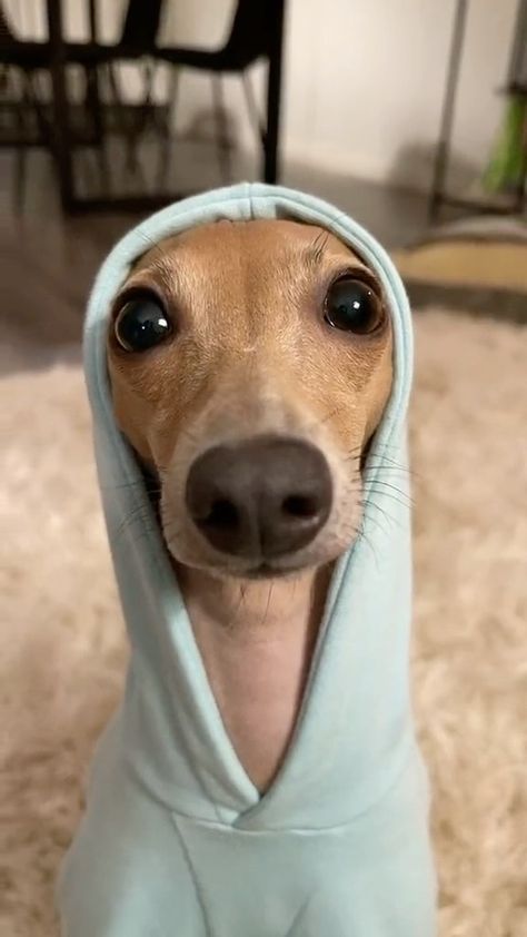 honeytheiggy on Instagram: Please be careful watching this video, cuteness overload is serious condition and can be life threatening. 🥺 . Hoodie from @lokopetapparel… Dog In Hoodie, Funny Animal Faces, Tupac Wallpaper, Very Cute Dogs, Instagram Reels, Italian Greyhound, Animal Faces, Be Careful, Animal Planet