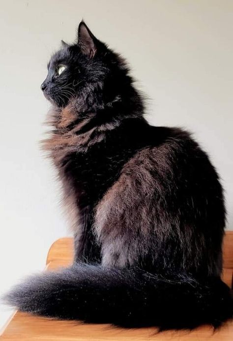 Longhaired Black Cat, Ragamuffin Cat Black, Long Hair Black Cats, Fluffy Black Cat With Green Eyes, Black Longhaired Cat, Black Fluffy Cat Aesthetic, Siberian Black Cat, Longhair Black Cat, Fluffy Black Cat Aesthetic