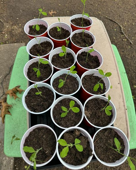 Out of the 75 strawberries 🍓 I planted last week 🤔 or the week before 🤷🏼‍♀️ all but a couple are vibrant green and happy with all the rain we have gotten lately 😍 Still up potting seedlings 🌱 today I found all of my sweet pea flowers are nice and happy too Sweet Pea Flowers, Pea Flower, Vibrant Green, Sweet Pea, The Rain, Peas, Strawberries, A Couple, Plants