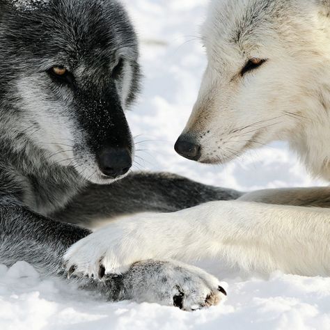 Wolf Mates, Fuchs Baby, Wolf Conservation Center, Wolf Photography, Wolf Photos, Wolf Spirit Animal, Wolf Love, Wild Wolf, Wolf Pictures