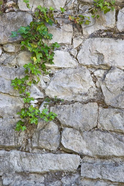 Old white stone wall and ivy background. Old white stone wall with trailing gree , #spon, #wall, #ivy, #white, #stone, #background #ad Ivy Growing On Walls, Vines On Stone Wall, Greek Stone Wall, Ivy On Building, Stone Wall With Plants, Stone Wall Aesthetic, Ivy Background, White Stone Wall, Wall Ivy