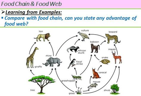 explain more about food web Food Webs Projects, Scavenger Animals, دورة حياة النبات, Ocean Food Web, Food Chain Activities, Savanna Biome, Food Web Worksheet, Food Web Activities, Science Food