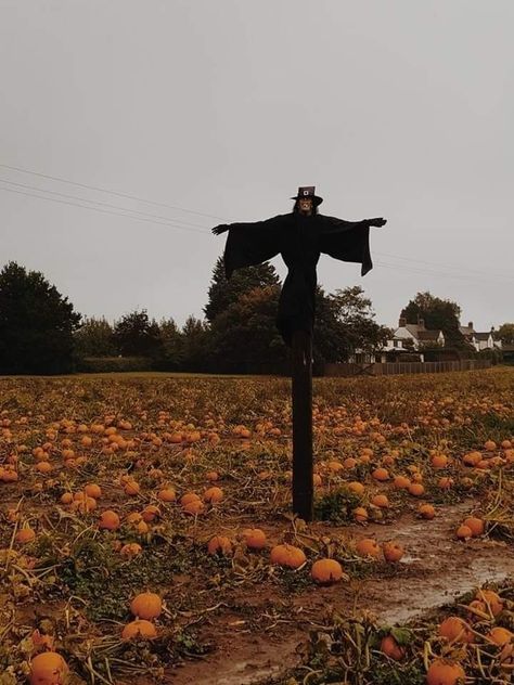 Creepy Pumpkin Patch, Farm Gothic Aesthetic, Midwest Halloween Aesthetic, Creepy Midwest Aesthetic, Creepy Farm Aesthetic, Haunted Farm Aesthetic, Pumpkin Farm Aesthetic, Aesthetic Scarecrow, Corn Field Aesthetic