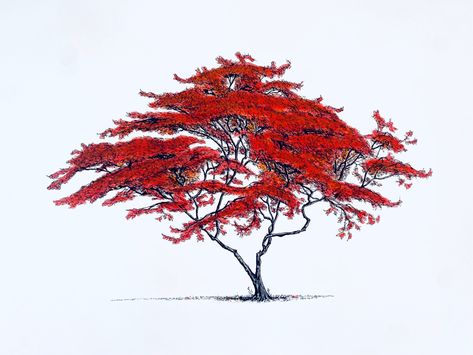 Red tree painting on white background. Maple tree illustration. Hand drawn black fine line ink, watercolour paint. Minimal landscape. Japanese Maple Tree Drawing, Japanese Maple Tattoo, Maple Tree Drawing, Tree Ink Drawing, Branch Illustration, Japanese Red Maple, Entrance Garden, Red Maple Tree, Japanese Tree