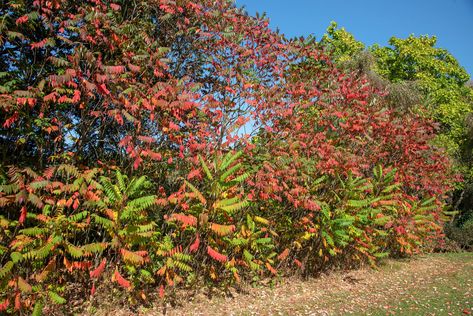 Sumac Plant, Poison Sumac, Staghorn Sumac, Live Earth, Tall Shrubs, Wild Food Foraging, Plant Medicine, Herbal Apothecary, Poisonous Plants