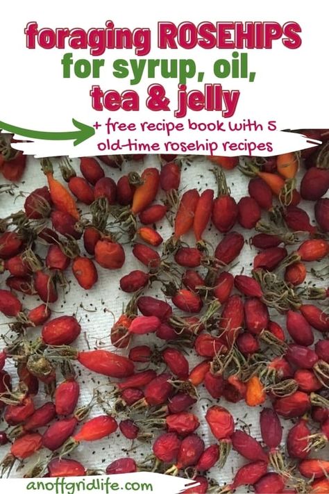 Rosehip Jelly Recipe, Rosehip Jam Recipe, Rosehip Jelly, Rosehip Jam, Rosehip Oil Recipes, How To Make Rosehip Oil, Foraging Rosehips, Rosehip Recipes, Wild Food Foraging