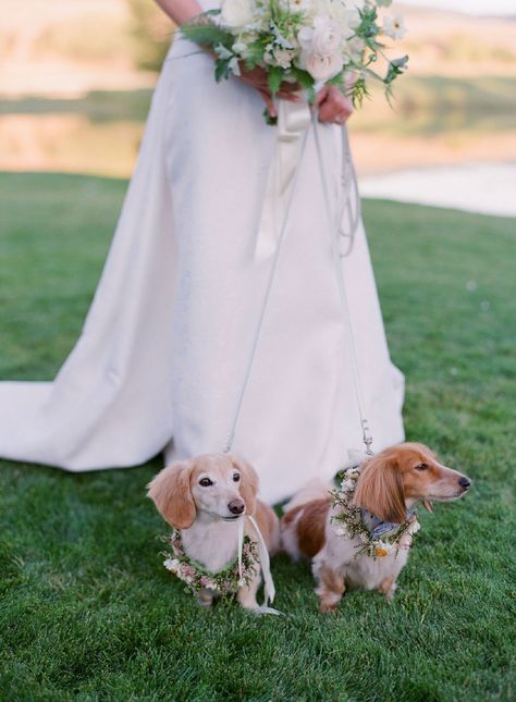 Weiner Dog Wedding, Dachshund Ring Bearer, Dachshund Wedding Ideas, Dachshund Wedding, Ring Bearer Dog, Dog Wedding Attire, Dream Marriage, Prom Photoshoot, Bella Wedding