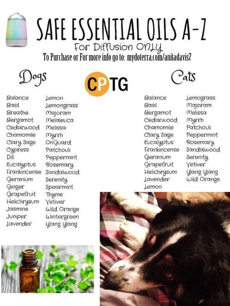 Dog Safe Essential Oils, Essential Oils Cats, Essential Oils Dogs, Are Essential Oils Safe, Doterra Essential Oils Recipes, Essential Oil Diffuser Blends Recipes, Oils For Dogs, Essential Oil Diffuser Recipes, Essential Oil Blends Recipes