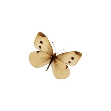 Borboleta Tattoo, Brown Icons, Brown Butterfly, Beige Icons:), Minimalist Icons, Vintage Png, Screen Icon, Png Aesthetic, Vintage Icons