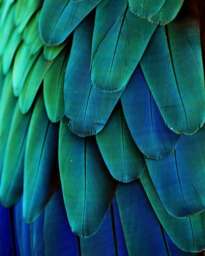 Macaw Feathers | Photo by Michael Fitzsimmons. Full portfoli… | Flickr Macaw Feathers, Green Photo, Color Harmony, Color Psychology, Patterns In Nature, Green Wall, Color Textures, Green Aesthetic, Funny Animal