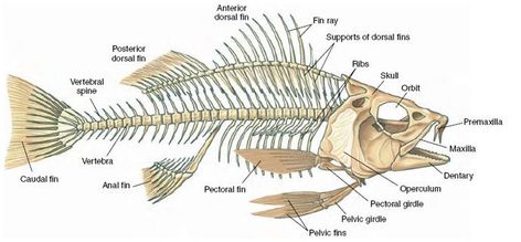 … Fish Anatomy, Animal Tattoos For Women, Starfish Tattoo, Pisces Fish, Skeleton Anatomy, Fish Skeleton, Bone Structure, Animal Skeletons, Skeletal System