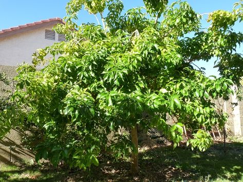 Growing White Sapote White Sapote, Cinder Block Walls, Small Basin, Sprinkler Irrigation, Avocado Banana, Ripe Fruit, Shade Cloth, Fruit Plants, Tropical Fruit