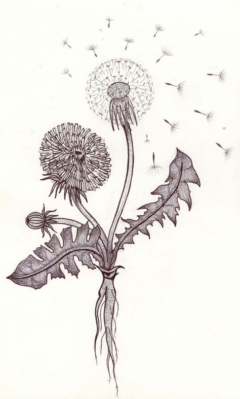 Sonia Core, Art Christmas Presents, Dandelion Tattoo Design, Dandelion Drawing, Wildflower Drawing, Dandelion Art, Dandelion Tattoo, Flower Line Drawings, Botanical Tattoo