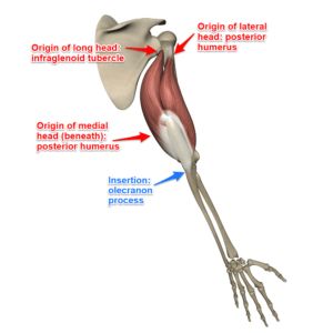 Triceps Brachii Muscle - Yoganatomy Muscle Origin And Insertion, Triceps Brachii Muscle, Muscle Exercises, Muscle Workout, Yoga Anatomy, Human Anatomy And Physiology, Yoga Postures, Anatomy And Physiology, Anatomy Reference