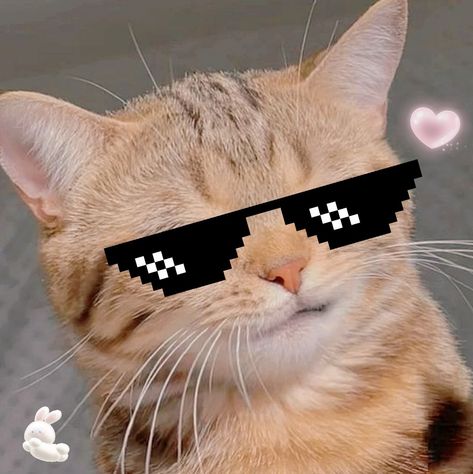 Aesthic Profile Pics, Pfp Discord Anime, Funny Cat Faces, Funny Looking Cats, Cat Profile, Funny Cat Wallpaper, Cat Sunglasses, Cats Photos, Image Chat