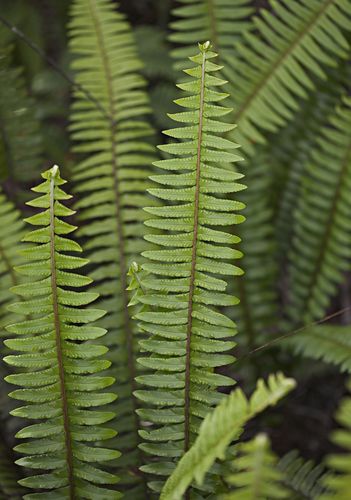 Nephrolepis exaltata, known as the sword fern or Boston fern, is a species of fern in the family Lomariopsidaceae (sometimes treated in the families Davalliaceae or Oleandraceae, or in its own family, Nephrolepidaceae) native to tropical regions throughout the world. An evergreen perennial herbaceous plant, it can reach as high as 40–90 centimetres (16–35 in), and in extreme cases up to 1.5 metres (4 ft 11 in). It is also known as the Boston swordfern, wild (Source: Wikipedia, 'Nephrolepis exa Plant Sketches, Boston Fern, Zone 9, Photo C, Attracting Bees, Fern Plant, Abstract Watercolor Art, Vascular Plant, Low Maintenance Plants