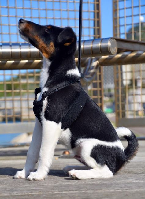 Smooth fox terrier at National Sailing Academy. Portland Fox Terrier Smooth, Jack Terrier, Jack Russell Terrier Puppies, Smooth Fox Terriers, Every Dog Breed, Fox Terriers, Dog Anatomy, Farm Dogs, Terrier Breeds