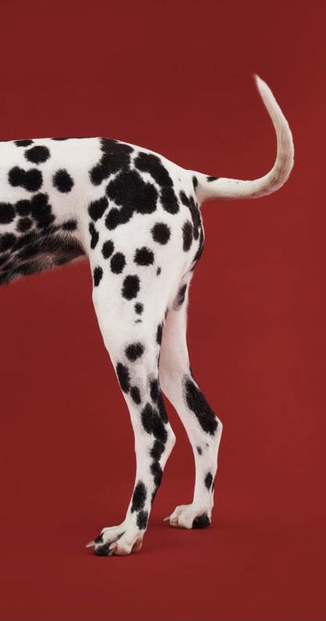 Dalmatian Dog, Room Posters, 귀여운 동물, Dalmatian, Cool Wallpaper, Wall Collage, Wallpaper Iphone, Art Wallpaper, Crayon