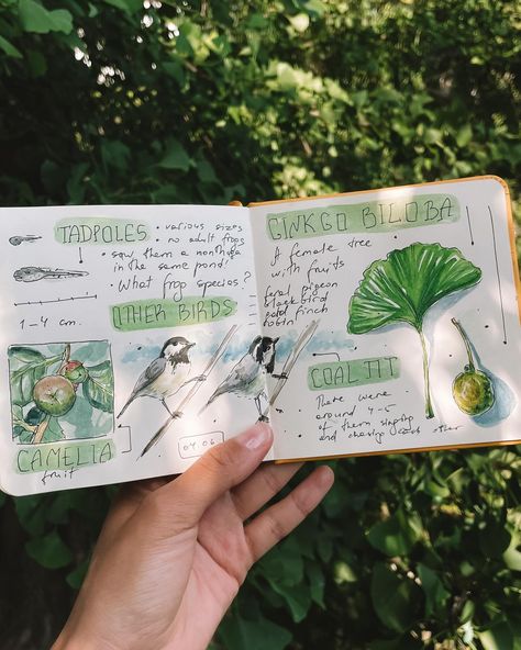 Day 4 of the Nature journaling week🙌 It was about reproduction, and I think the ginkgo biloba’s fruit is a great result of the amazing system the female and male ginkgo trees have. Tadpoles and (I think flirting with each other) coal tits made the topic covered completely! I also saw mating pigeons but decided to give them some privacy and not to film or draw them 😅 You can check what the others discovered during this week here: #naturejournalingweek And find more information about the Nat... Nature Journal Cover Page, Animal Journal Ideas, Foraging Journal, Nature Journal Ideas, Animal Reproduction, Nature Moodboard, Animal Journal, Field Notes Journal, Bird Journal