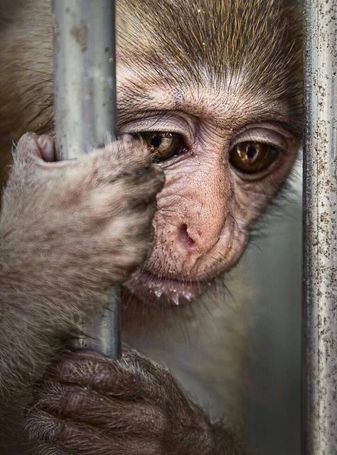 Some zoos care, most do not! “@NoalosZoo: #AnimalRights #CloseTheZoo - I will never go home!  NUNCA VOLVERÉ A CASA. ”" Animal Liberation, Stop Animal Cruelty, Animal Advocacy, A Monkey, Primates, Animal Welfare, Wild Life, Animal Rights, My Heart Is Breaking