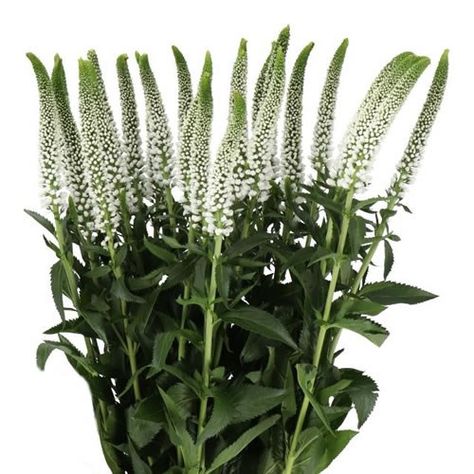 <p>
	VERONICA CAYA 50cm is a beautiful White cut flower - wholesaled in Batches of 50 stems.</p> Veronica White Flower, Veronica White, White Veronica, Stem Boxes, Dutch Flowers, Florist Supplies, White Wedding Flowers, Floral Accessories, Red Wedding