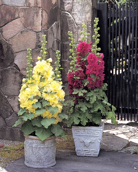 Container Garden Design, Container Gardening Flowers, Garden Containers, Front Yard Garden, Container Garden, Container Flowers, Garden Cottage, Butterfly Garden, Container Plants