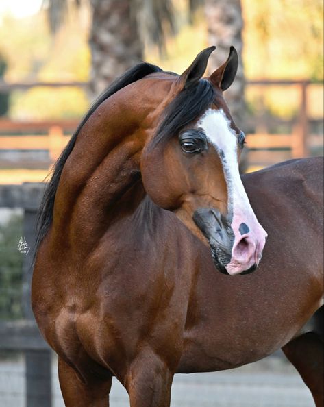 National Show Horse, Bay Arabian Horse, Arab Horse, Horse Coat Colors, Ugly Dogs, Cute Horse Pictures, Beautiful Arabian Horses, Two Horses, Most Beautiful Horses