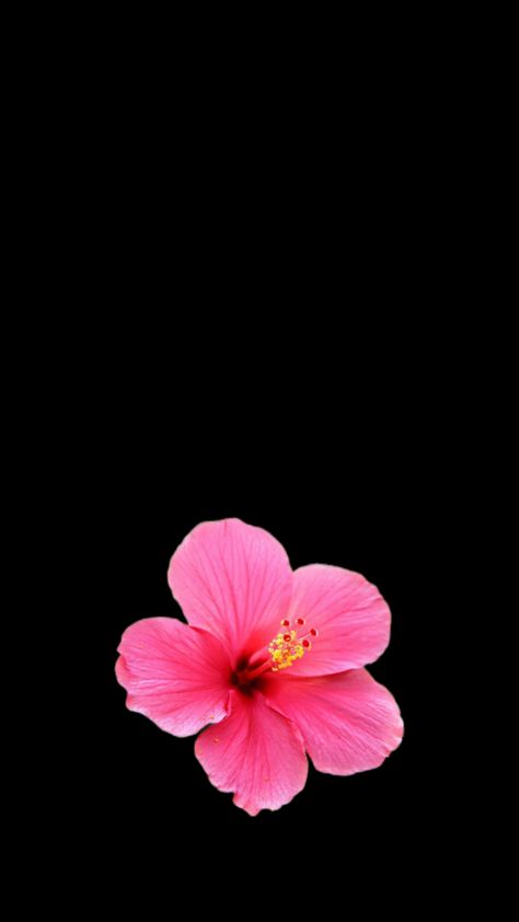 Wallpaper Backgrounds Mexican Aesthetic, Matching Flower Wallpaper, Habisquis Flower Wallpaper, Hibiscus Flower Black Background, Cute Backround Photos, Hibiscus Wallpaper Iphone, Pink Hibiscus Wallpaper, Wallpaper Backgrounds Flowers, Flower Wallpaper Black