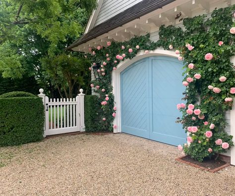 Front Driveway Landscaping, Hydrangea Front Of House, Front Driveway, Clematis Jackmanii, Landscaping With Roses, Climbing Hydrangea, Driveway Landscaping, Coming Up Roses, Front Of House