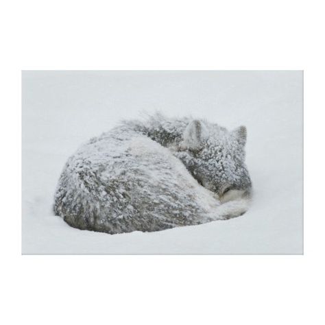 A gray wolf, Canis lupus, curls up in the snow to sleep, with his eyes looking into the camera. Timber Wolf, Gray Wolf, Wolf Love, Wild Wolf, She Wolf, Mule Deer, Wolf Pictures, Beautiful Wolves, Wolf Spirit