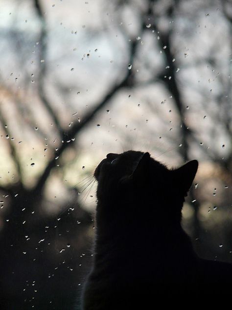 So beautiful... kitty enjoy watching the rain Rain Aesthetic, Favorite Animal, Rain Drops, Animal Memes, The Rain, Have Fun, Create Your, Create Your Own, Memes