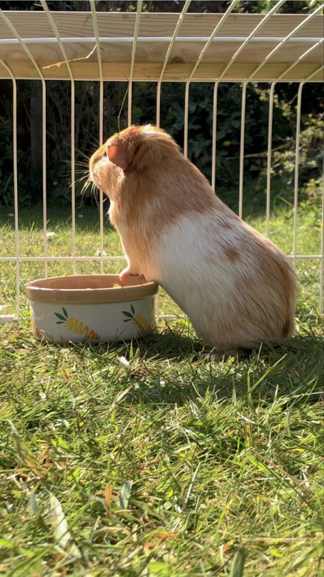 Ginie Pigs, Guinea Pig Diet, Guinea Pigs Funny, Pet Guinea Pigs, Guinea Pig Care, Cute Guinea Pigs, Guinea Pig Cage, Vegan Animals, Cute Hamsters