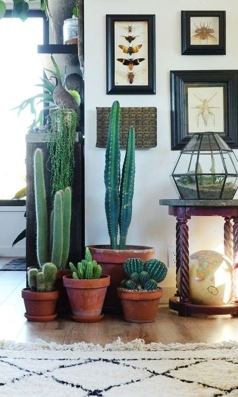 Koti Diy, Cactus Decor, Decor Pictures, Deco Originale, Geometric Decor, Bohol, Cactus Y Suculentas, Deco Floral, Natural Home Decor