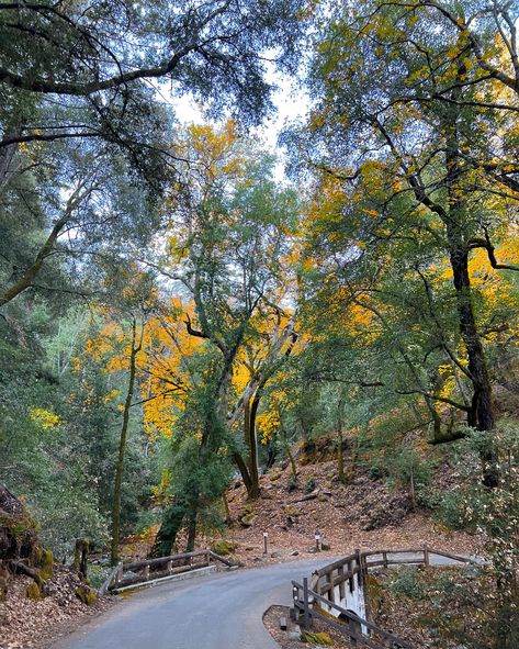 Are you looking to explore some remarkable Bay Area Hikes? Let us fill you in! 🌳 Morgan Hill is home to over a dozen parks and preserves where visitors can explore the unique biodiversity of the region. As the seasons turn, fall is one of the best times of year to get outside! Here are some of our favorite parks to trailblaze 👇 🌲 Henry W. Coe State Park is the largest state park in Northern California offering over 250 miles of hiking trails and old ranch roads to explore. In the evenings, ... Bay Area Hikes, Morgan Hill, Get Outside, Northern California, Hiking Trails, State Park, Bay Area, State Parks, The Outsiders