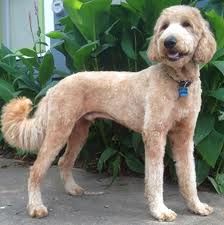 goldendoodle haircuts styles - Google Search Shaved Goldendoodle, Leo Haircut, Labradoodle Cuts, Doodle Cuts, Labradoodle Grooming, Goldendoodle Haircuts, Grooming Dogs, Goldendoodle Grooming, Dog Grooming Styles