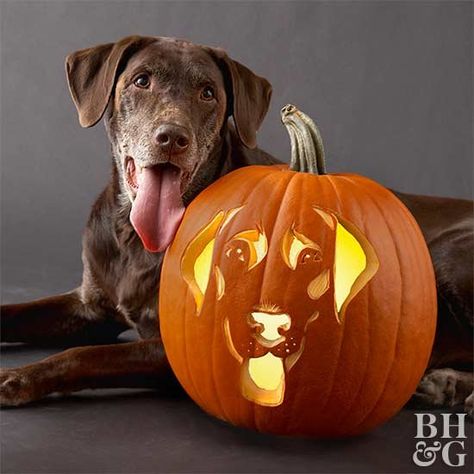 labrador retriever with carved pumpkin Printable Pumpkin Stencils, Pumpkin Carving Stencils Free, Dog Stencil, Creative Pumpkin Carving, Dog Pumpkin, Easy Pumpkin Carving, Pumpkin Dog Treats, Pumpkin Carving Patterns, Pumpkin Carvings Stencils