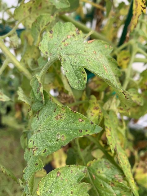 S.O.S! Tomato plant disease! I cant seem to find a fungicide thats effective in preventing the spread of whatever this is. Any suggestions? Tomato Plant Diseases, Plant Leaves Turning Brown, Tomato Disease, Plant Leaves Turning Yellow, Gardening Tools Names, Yellow Tomatoes, Tomato Plant, Basil Plant, Starting A Vegetable Garden