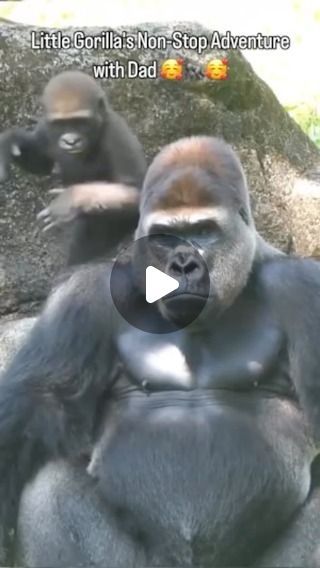 Funny Gorilla Videos, Gorilla Video, Gorilla Funny, Funny Monkey Pictures, Bebe Video, Baby Gorilla, Baby Gorillas, Funny Monkey, Monkey Pictures