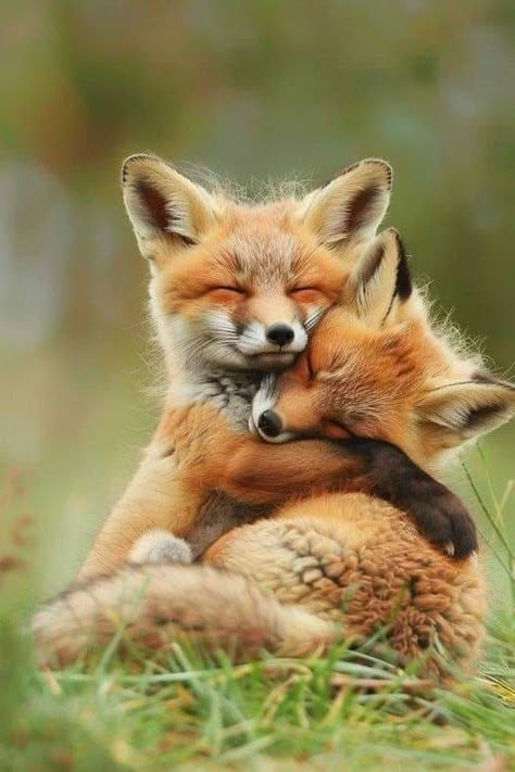 Wolf And Fox Love, Fox Pictures, Wild Animals Pictures, Fox Lover, Pet Fox, Cute Critters, Cute Wild Animals, Cute Fox, Animal Pics