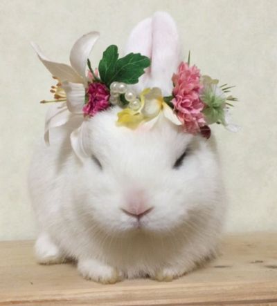 Staッ hungrッ Bunny Tumblr, Bunny Flower, Pet Bunny Rabbits, Rabbit Pictures, Cute Bunny Pictures, Rabbit Care, Fluffy Bunny, Bunny Pictures